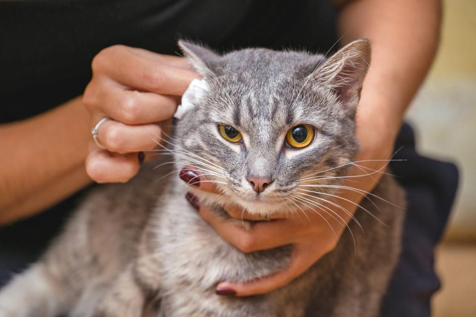 Adult woman cleans ear of grey cat with yellow eyes