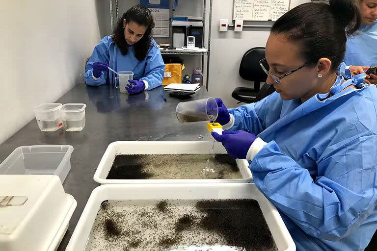 Trabajadoras del laboratorio del WMP en la fundación Fiocruz hacen recuento de las larvas de mosquito