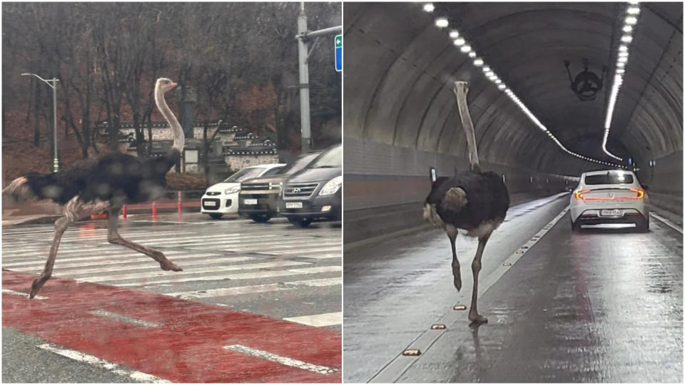 <strong>南韓城南市有一隻鴕鳥脫逃在大街上奔跑，不少用路人錯愕。（圖／翻攝X@kimeunhwa8270）</strong>