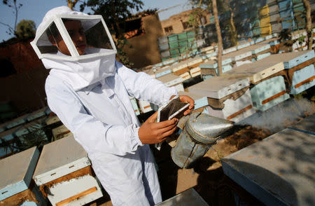 A beekeeper smokes beehives in his farm at Shibin El Kom, Al- Al-Monofyia province, northeast of Cairo, Egypt November 30, 2016. Picture taken November 30, 2016. REUTERS/Amr Abdallah Dalsh