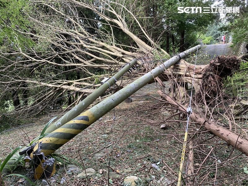 小犬颱風造成台中近2萬戶一度停電，電桿樹木遭吹斷。（圖／台電台中區處提供）