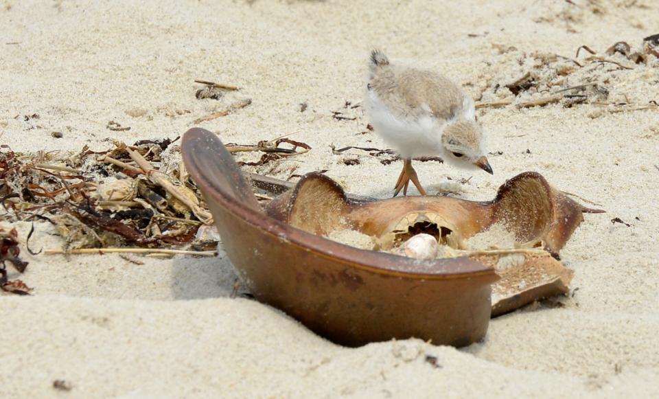 A plover chick picks at a horseshoe crab shell on Harding Beach in Chatham last June.