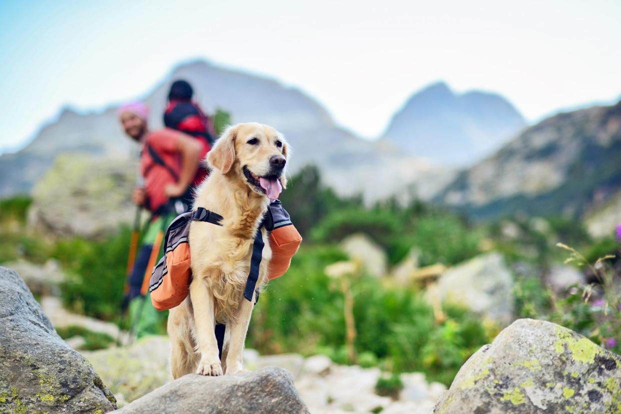 Golden retriever dog on a hike wearing a backpack in a mountain with his owners in the background