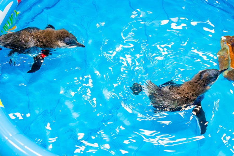 San Diego anunció eclosión de cinco polluelos de Pingüino Azul Pequeño