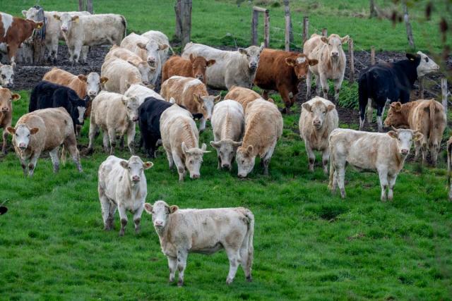 About 18,000 Cattle Are Killed in Fire at Dairy Farm in Texas - The New  York Times