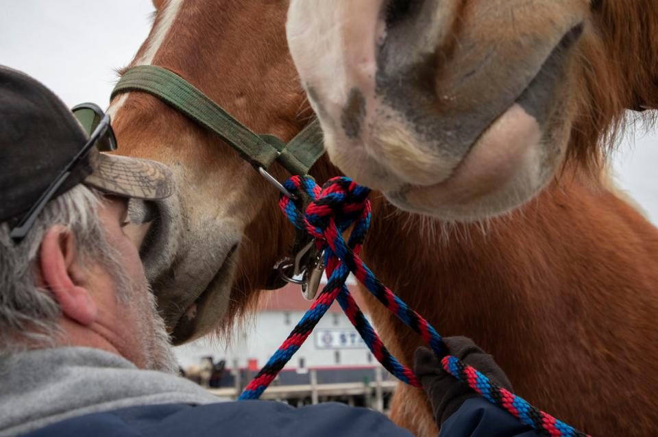 Alex Bazihau ties three horses together to make it easier to walk them to the stables located at the Grand Hotel on Monday, April 4, 2022.