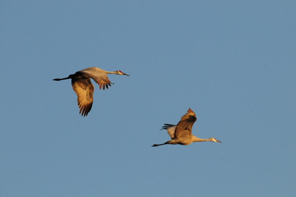 Sandhill cranes are seen flying above the Goose Pond Fish and Wildlife Area in southern Indiana. The cranes are currently migrating through Indiana, giving Hoosiers a chance to see and hear the majestic birds.