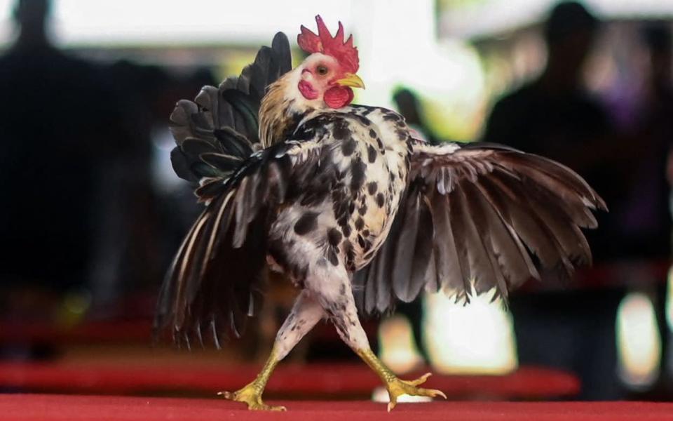 A Serama chicken performs during a beauty contest in Kampung Jenjarom, Malaysia&#39;s Selangor state