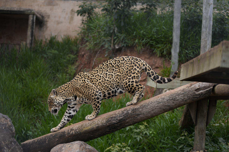 A jaguar that was rescued from illegal captivity walks on a tree trunk at the Mata Ciliar Association conservation center, in Jundiai, Brazil, Thursday, Oct. 28, 2021. The association treats animals that have been victims of fires, environmental disasters or traffickers, and rehabilitates the wild animals in order to release them to their natural habitat. (AP Photo/Andre Penner)