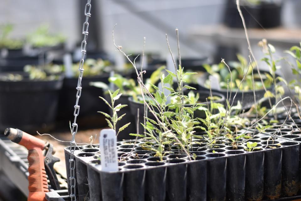 Nursery plants at the Borderlands Restoration Network nursery in Patagonia, June 2022.