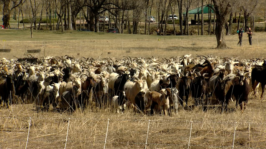 Goats keep Bear Creek Park clear of invasive weeds