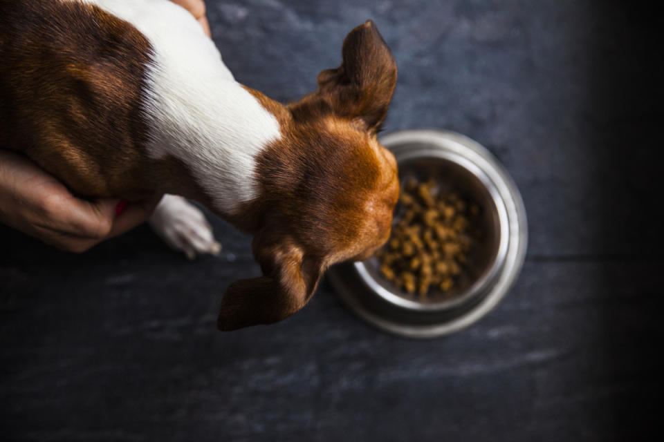 Intake may vary by dog size. <p>Alena Lebedzeva/Shutterstock</p>