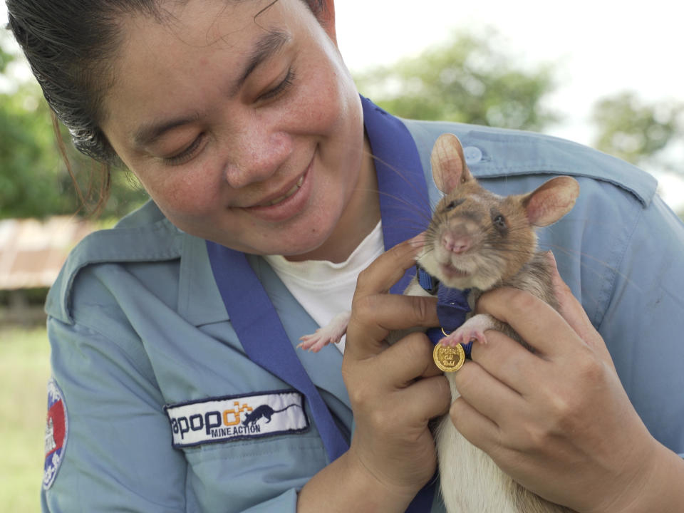 Magawa, a landmine detection rat, receives a miniature PDSA Gold Medal for his work detecting landmines and unexploded ordnance in CambodiaPDSA/APOPO