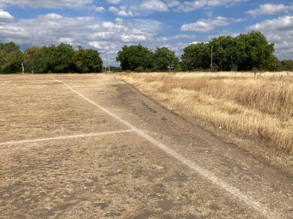 Dried grass on Wanstead Flats in east London (Fran Andreae)