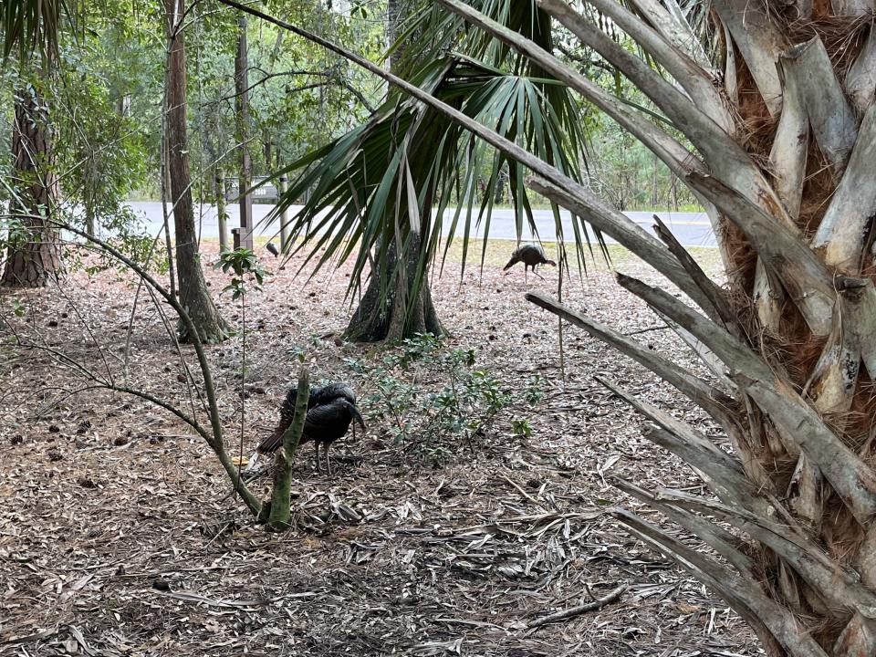 wild turkeys at fort wilderness camp grounds