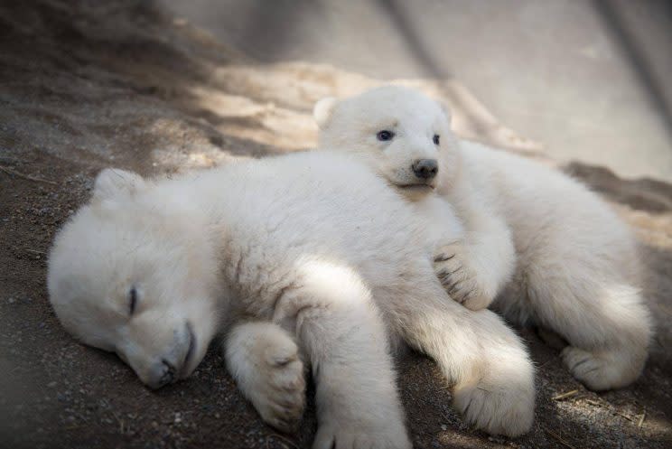 The bears enjoy a little cuddle for the camera (credit: Columbus Zoo)