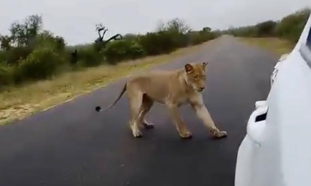 Watch: Lion bites trailer tire, leaving tourists deflated - Yahoo Sports