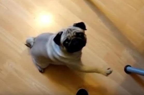 The dog was taught to perform a Nazi salute (Youtube/CountDankula)