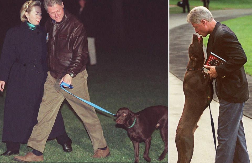 Bill Clinton En el transcurso de la administración Clinton, Socks, un gato blanco y negro, fue la ‘primera mascota’ de los Estados Unidos, título que compartió con notoria desgana durante los últimos años de la presidencia de Bill con Buddy, un labrador retriever color chocolate. Era obvio que entre ambos animales no había una buena relación.