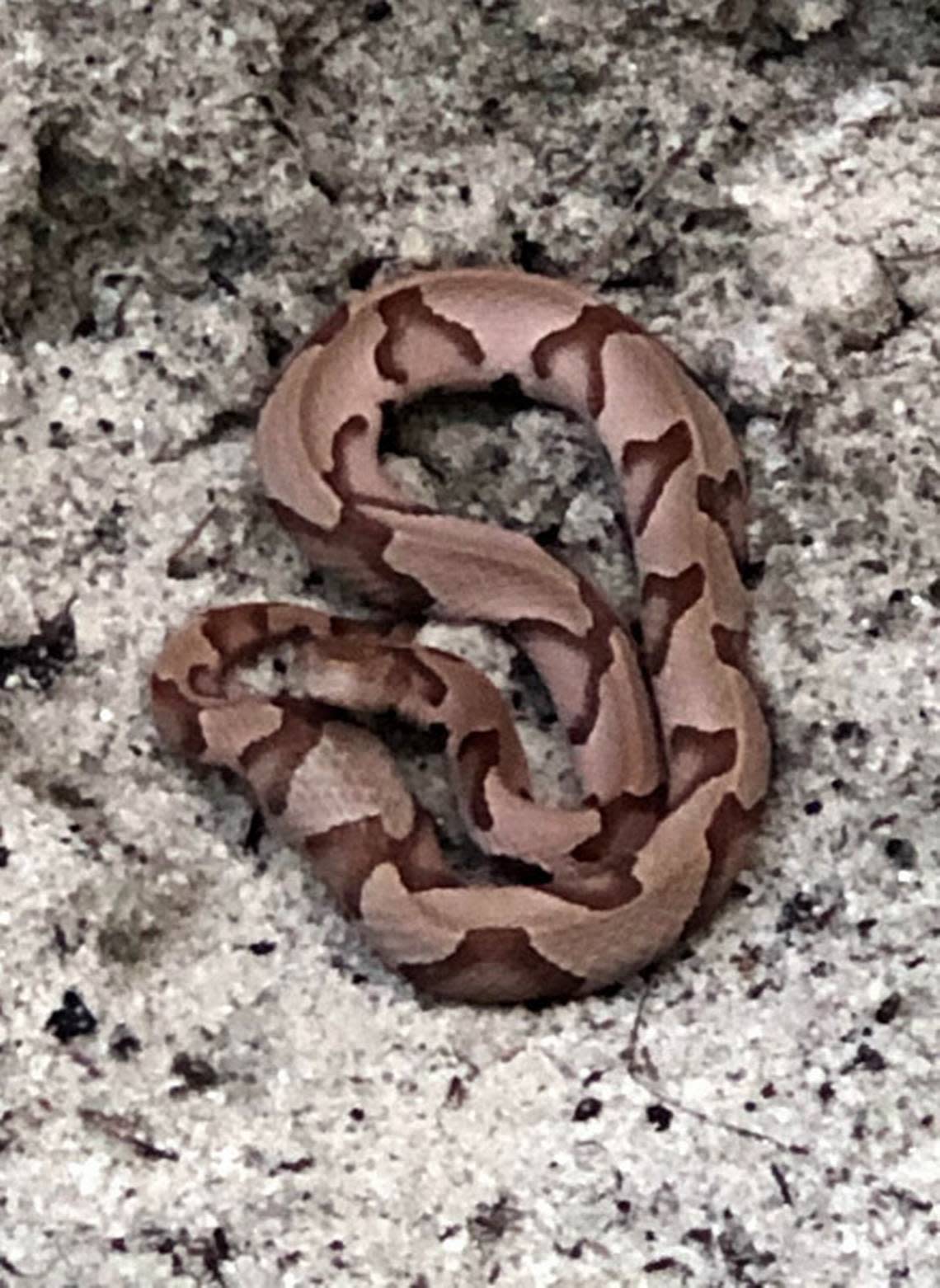 This large copperhead snake was spotted by Theresa Westerman in her backyard.