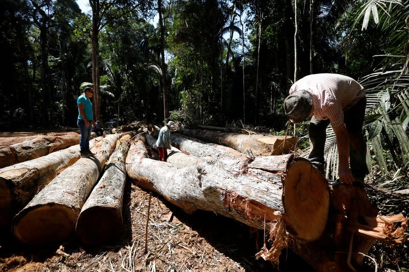 FILE PHOTO: Logs are seen in Bom Retiro deforestation area on the right side of the BR 319 highway near Humaita