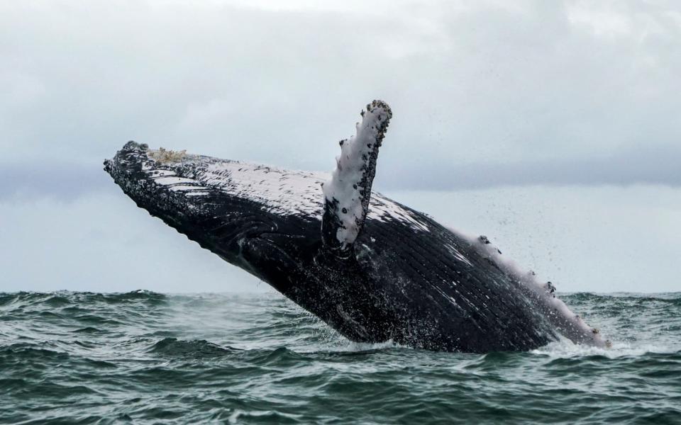 Whales have large mouths, but throats so narrow they wouldn't be able to swallow a human - AFP