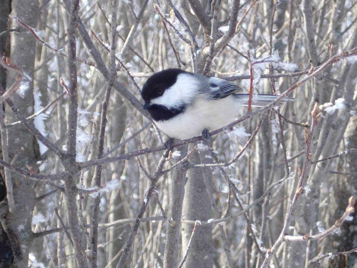 The chickadees on the trails have become friends to the humans who use them.  (Submitted by Andrew Holland - image credit)