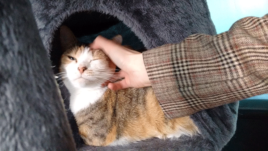 Cat Yoga in Sydney, Australia