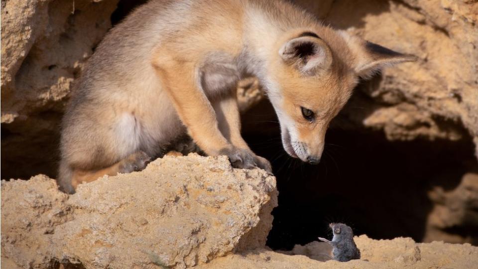 Un zorro mirando un ratón