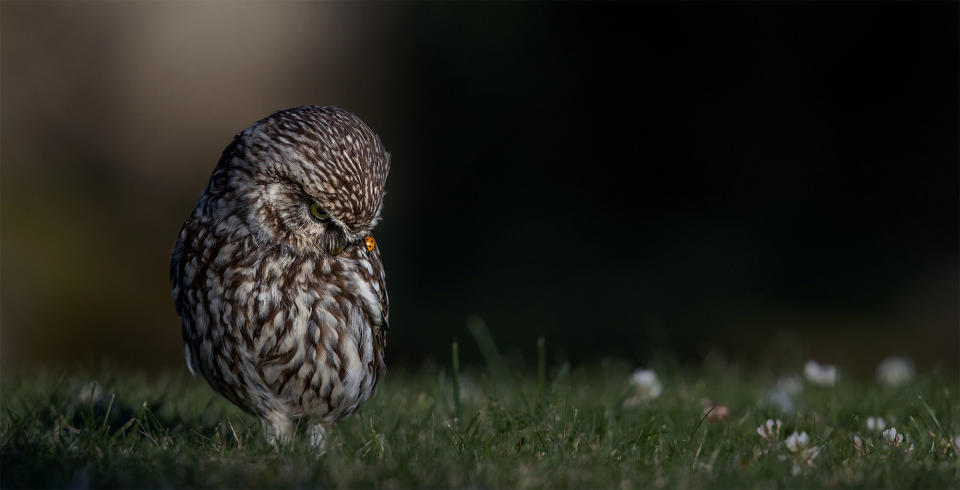 Andy Howe from Bedford was highly commended for this image of an owl examining a ladybird on its wing.