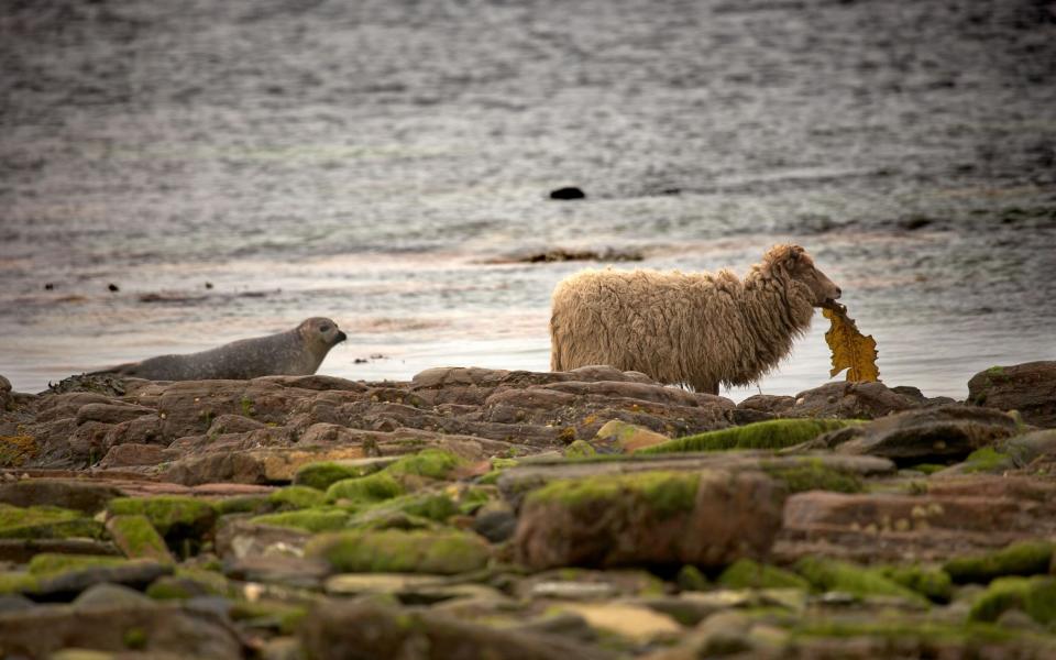 North Ronaldsay sheep are one of the oldest and rarest breeds in the world