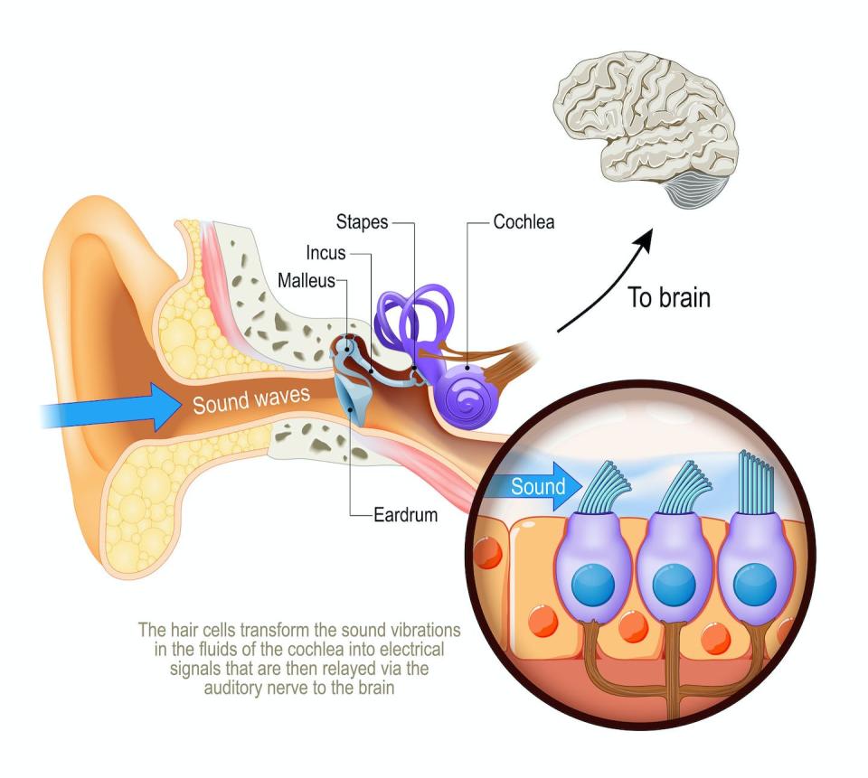 Sound travels through the ear canal and is converted by hair cells in the cochlea into electrical signals that enter the brain. <a href="https://www.gettyimages.com/detail/illustration/hearing-cross-section-of-humans-ear-with-royalty-free-illustration/1345828402" rel="nofollow noopener" target="_blank" data-ylk="slk:ttsz/iStock via Getty Images Plus;elm:context_link;itc:0;sec:content-canvas" class="link ">ttsz/iStock via Getty Images Plus</a>