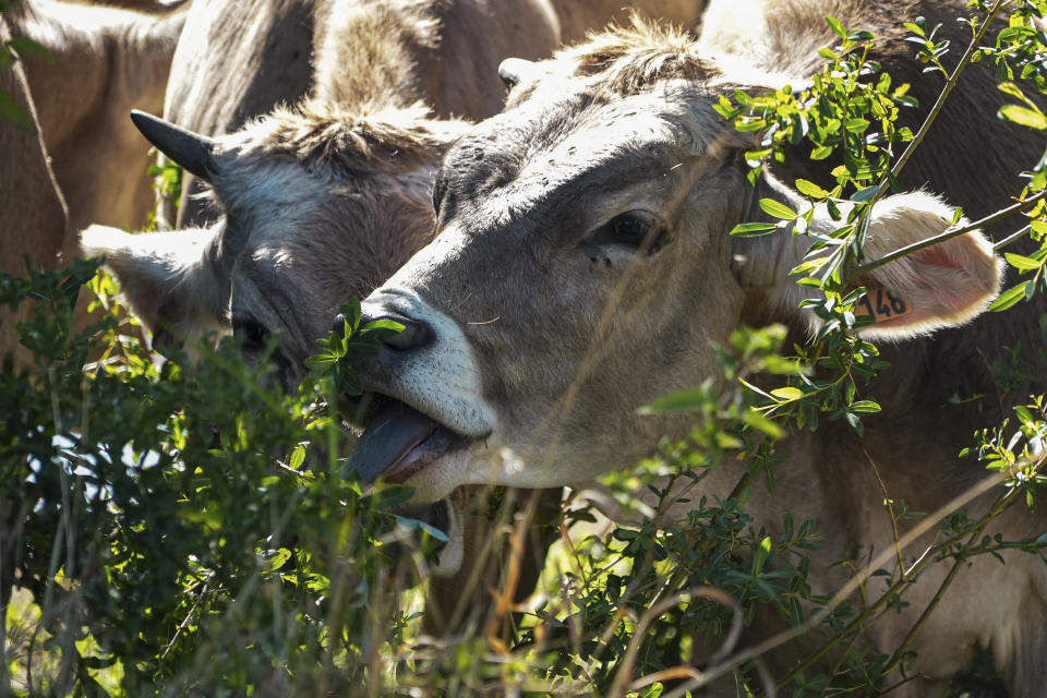 Cows eat whatever green vegetation remains in a sun-dried field in Moloy, Burgundy region, France Wednesday Aug. 10, 2022. Burgundy, home to the source of the Seine River which runs through Paris, normally is a very green region. This year, grass turned yellow, depriving livestock from fresh food, and tractors send giant clouds of dust in the air as farmers work in their dry fields. (AP Photo/Nicholas Garriga)