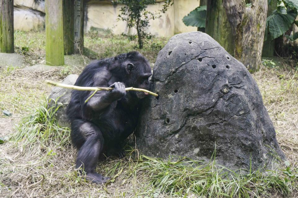 相較於其他野生動物，智商堪稱「名列前矛」的黑猩猩會使用工具。（圖／台北市立動物園提供）