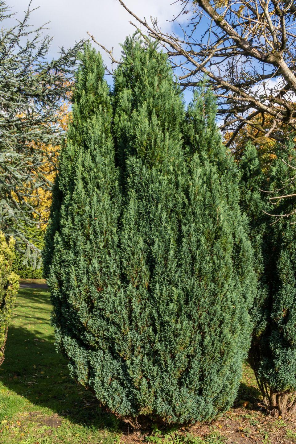 fast growing shrubs juniper