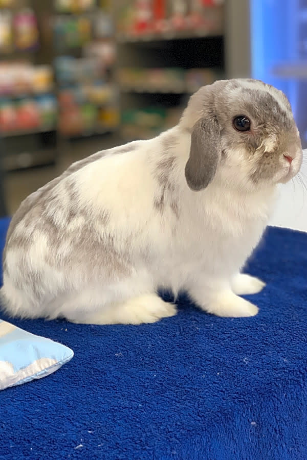 grey mini lop