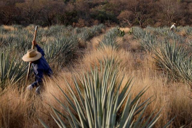 FILE PHOTO: Tequila boom rooted in traditional farming techniques