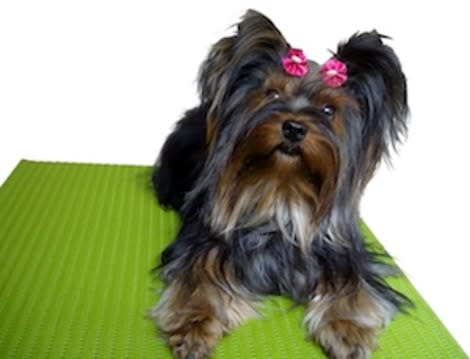 Yorkshire Terrier