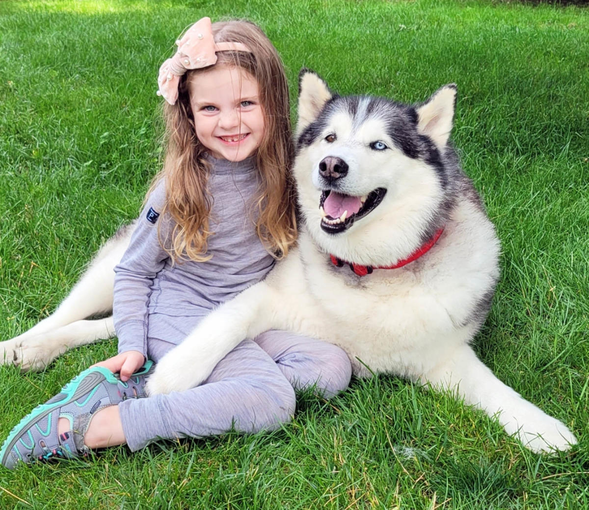 Regardez cette fillette de 7 ans « voler » le husky de son voisin et le remplacer par un chien en peluche