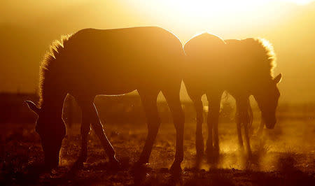 FILE PHOTO: Przewalski's horses graze at the acclimatisation enclosure in the early morning hours at the Takhin Tal National Park, part of the Great Gobi B Strictly Protected Area, in south-west Mongolia, June 23, 2017. Picture taken June 23, 2017. REUTERS/David W Cerny/File Photo