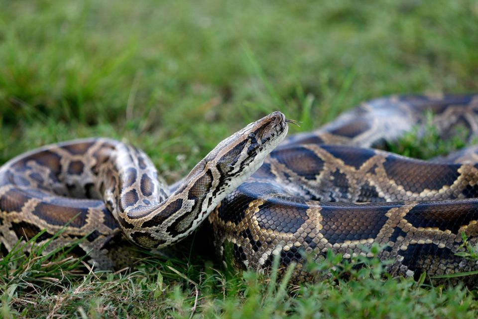 A Burmese python with light green, white, and black coloring loops over itself while sitting on a patch of grass.