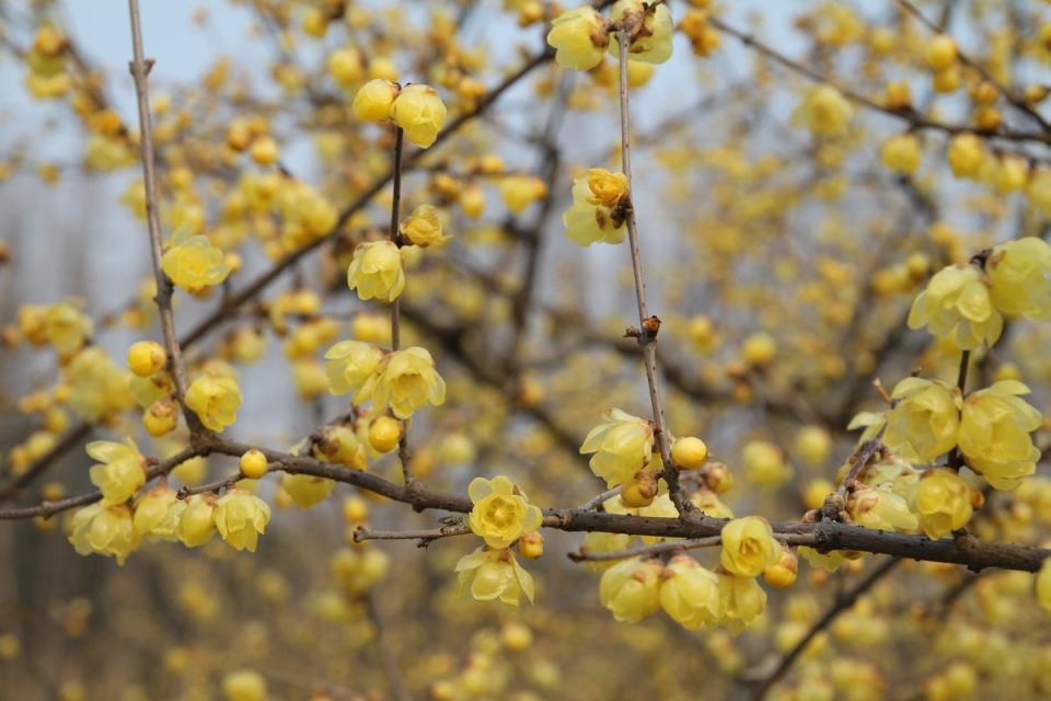 Wintersweet can grow very big but its smell will transport you (Gwa Kang / Pixabay)