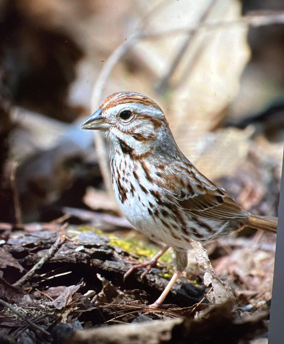 Song sparrow perched on a tree root in North Berwick, Maine.