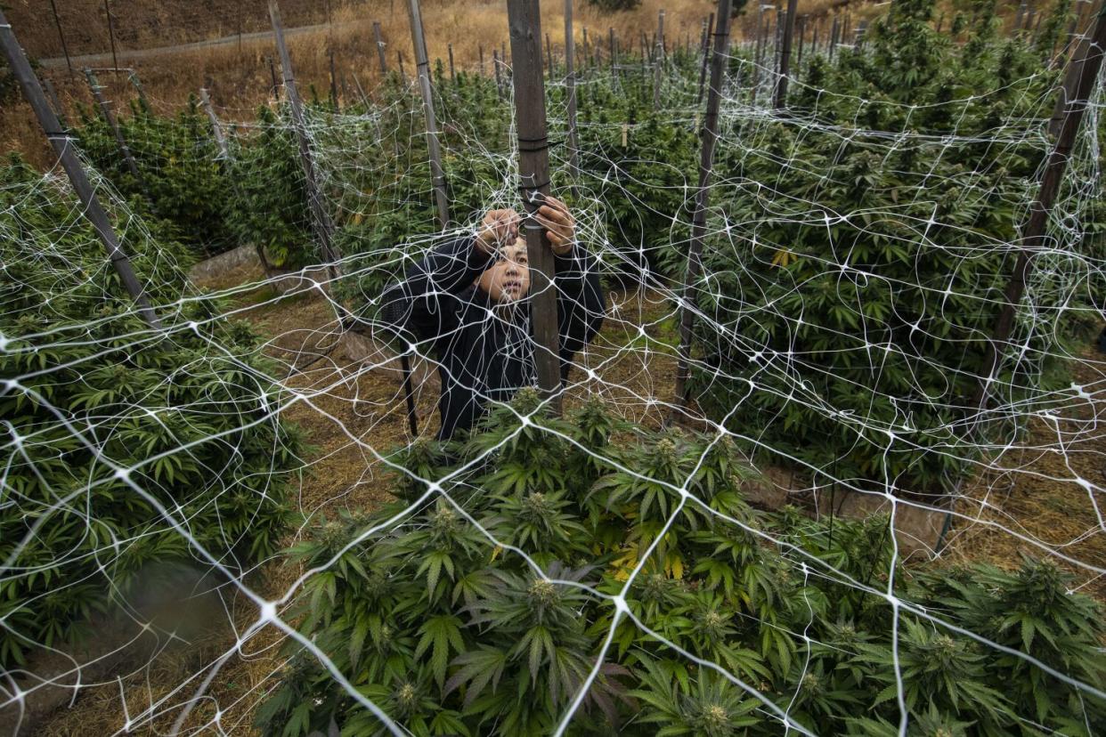 Cannabis farmer Chia Xiong ties up flowering plants,