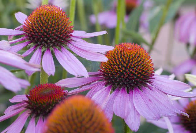 Ruud de Man / Getty Images Echinacea / Purple Cone Flower