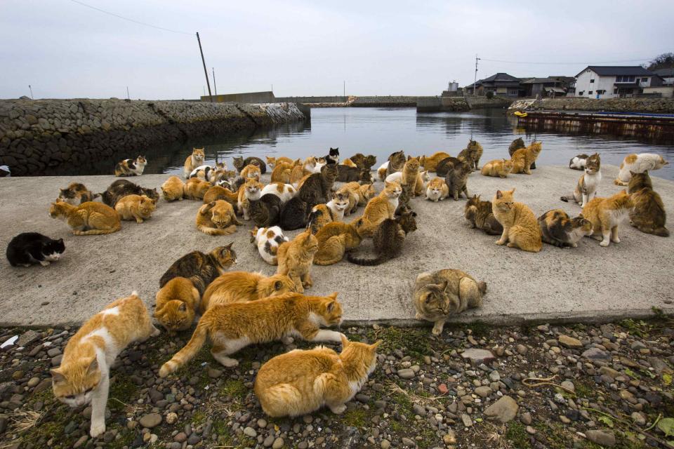 A clowder of cats crowd the harbour embankment on Aoshima Island in Ehime prefecture in southern Japan