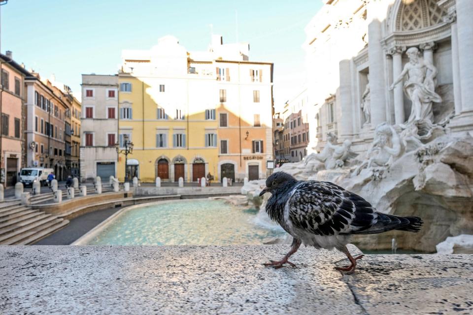 The World Belongs to the Pigeons Now