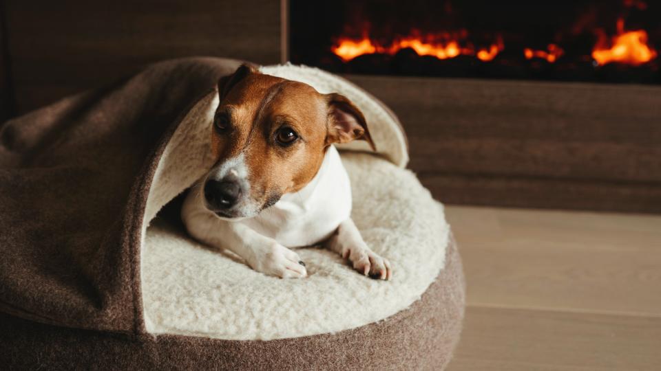 How to get a dog to sleep in a different room: Jack Russell dog in bed by the fire