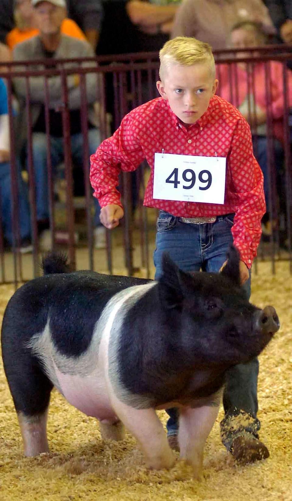 A contestant in the market hog showmanship show Tuesday was more than determined, according to the look on his face.