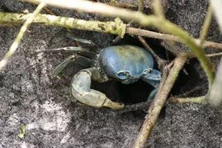 Blue land crab at the entrance to a burrow.